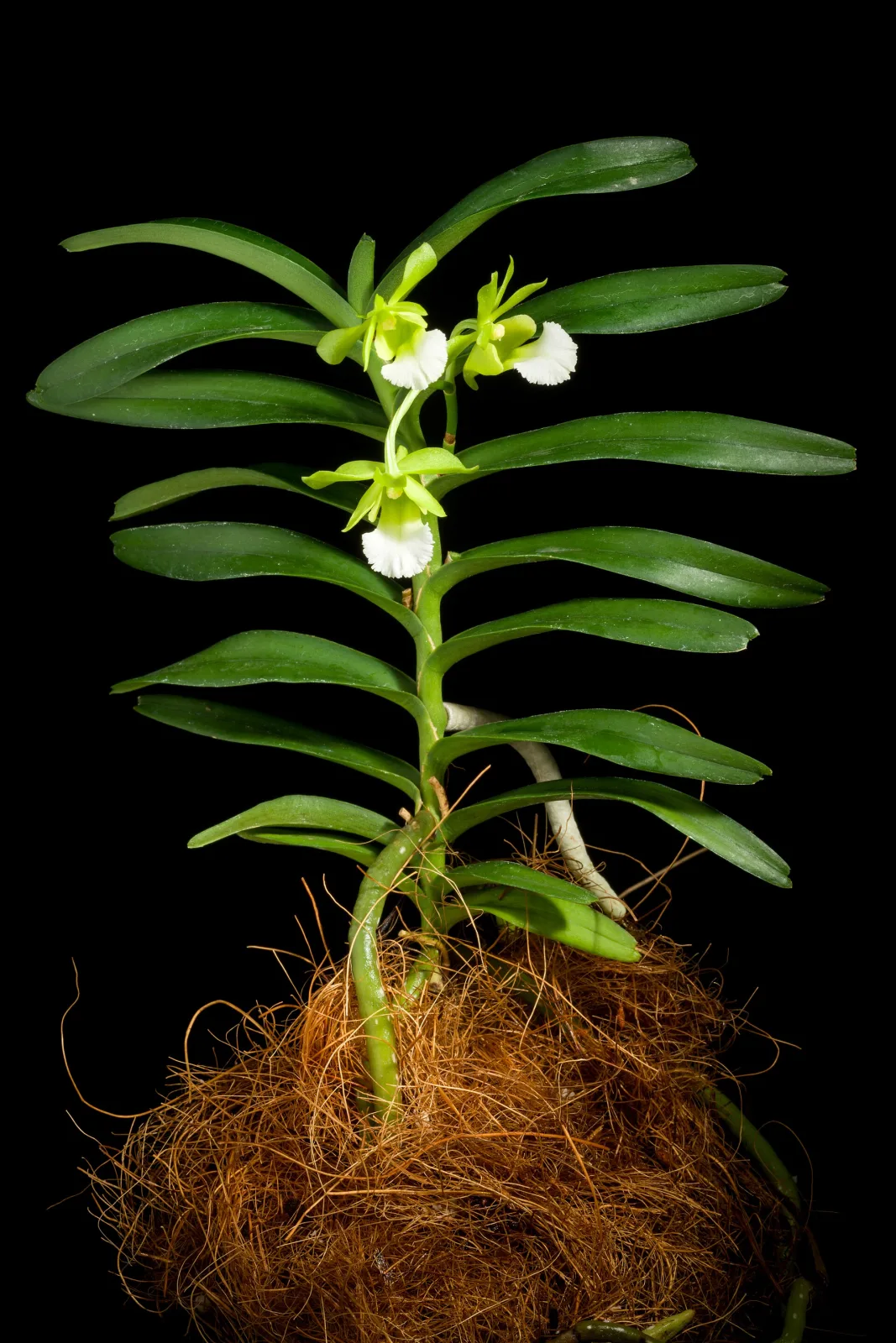 Christensonia vietnamica