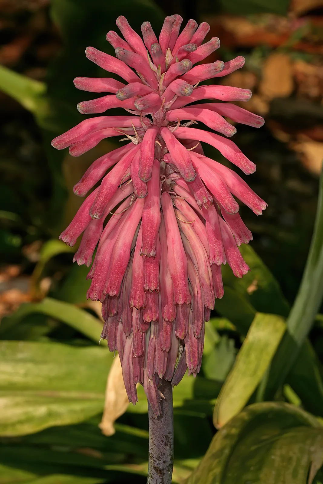 Veltheimia bracteata Samen