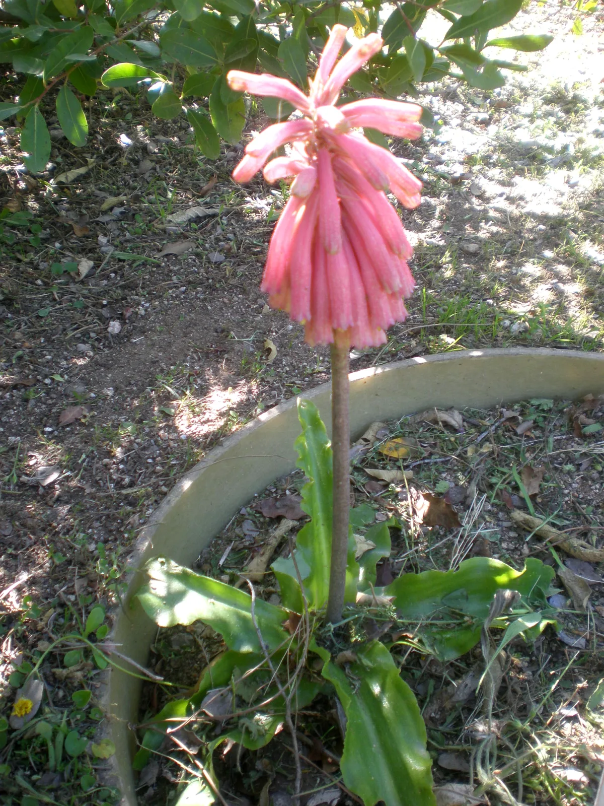 Veltheimia bracteata