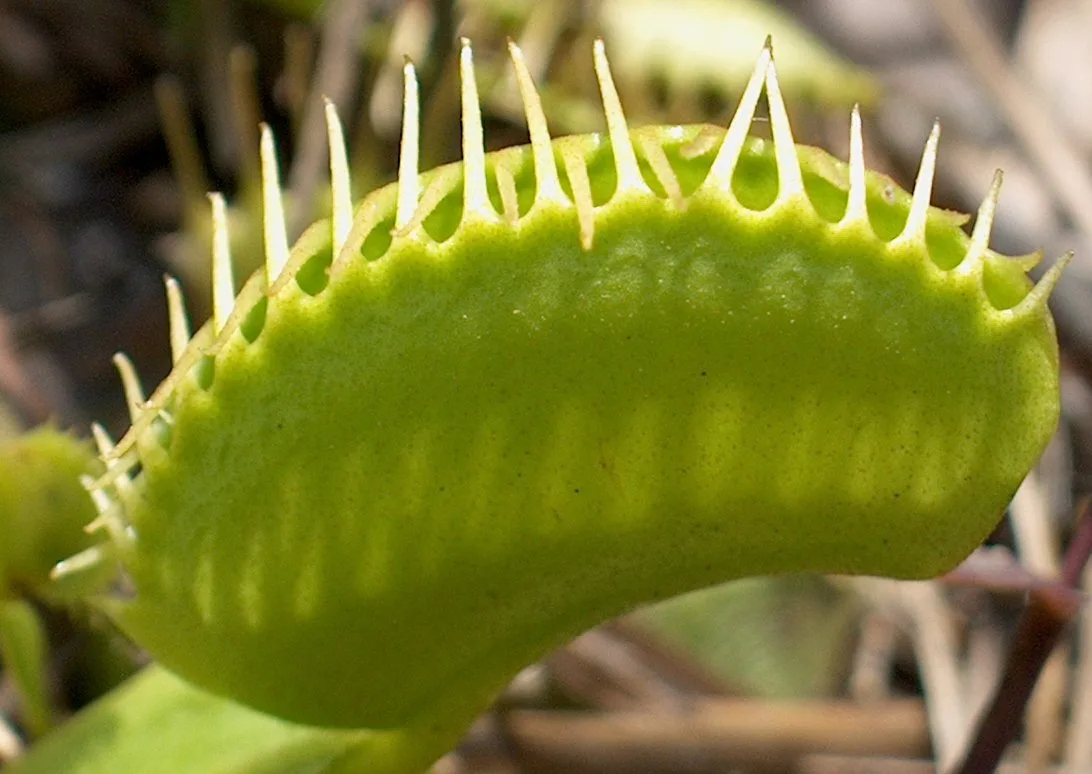 Dionaea muscipula Carolina Beach