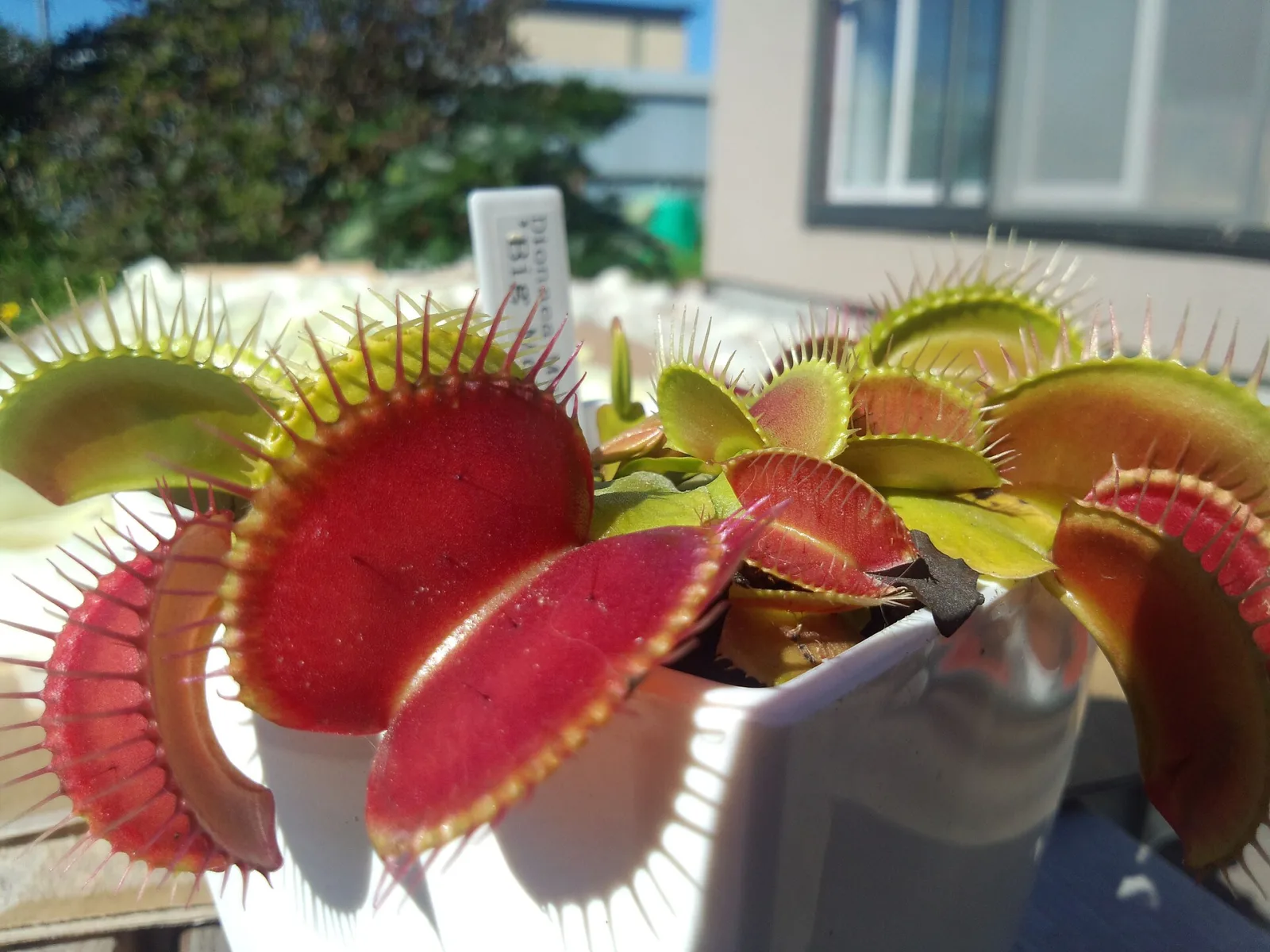 Dionaea muscipula Big Mouth