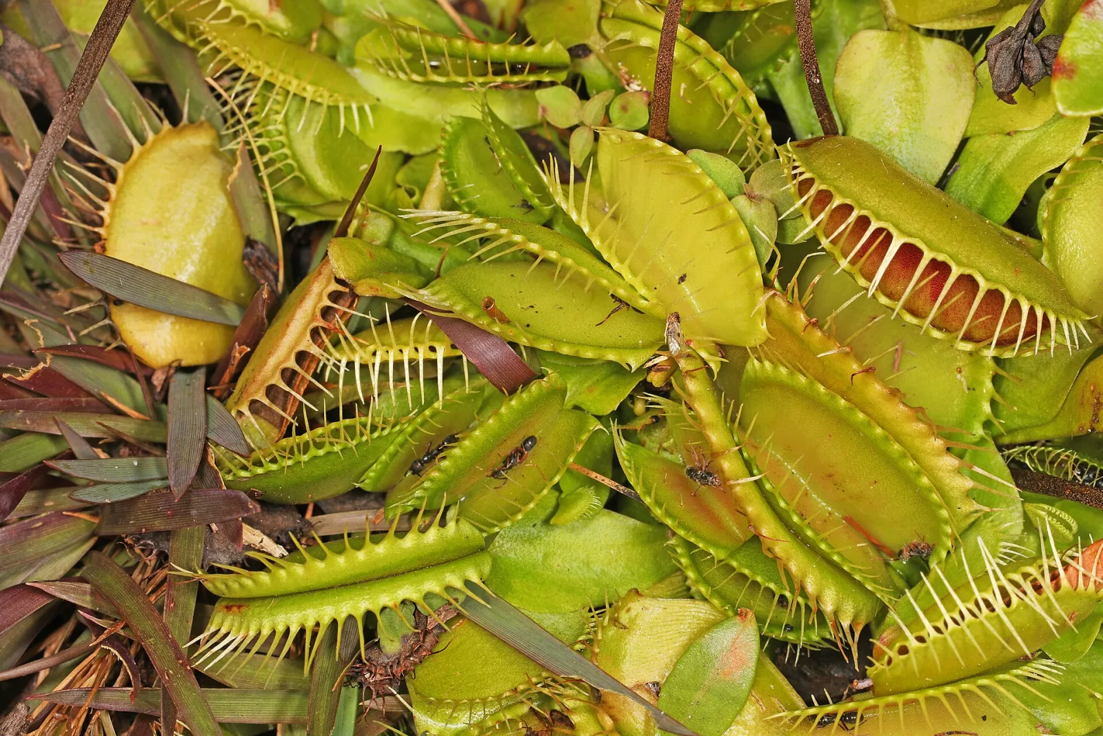 Dionaea muscipula Green Swamp