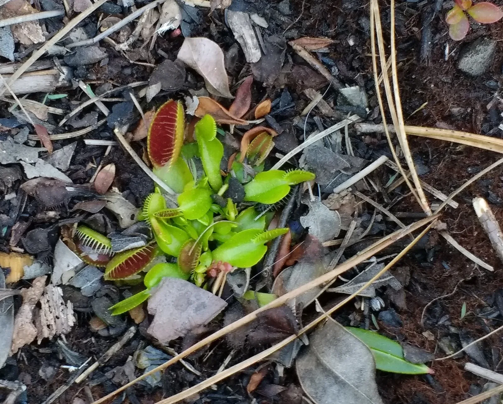Dionaea muscipula Carolina Beach
