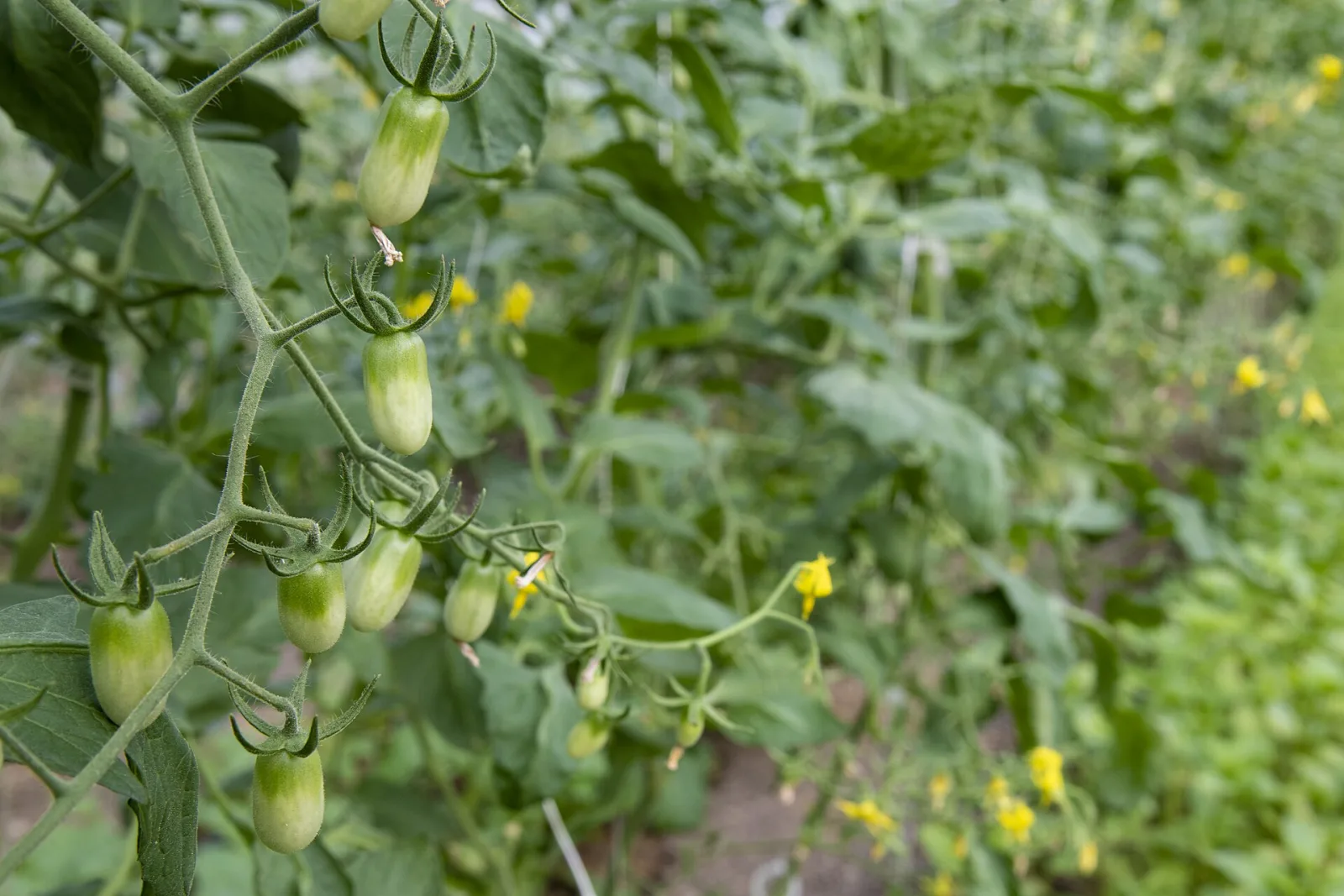 Tomate Green Grape