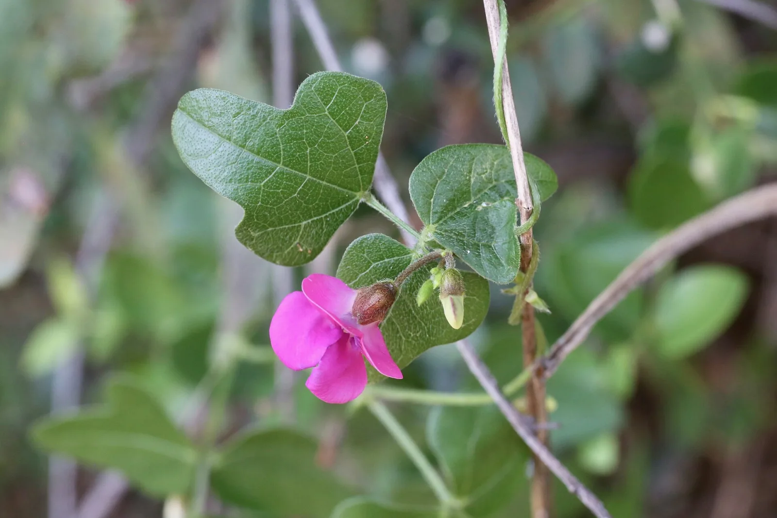 Vigna frutescens