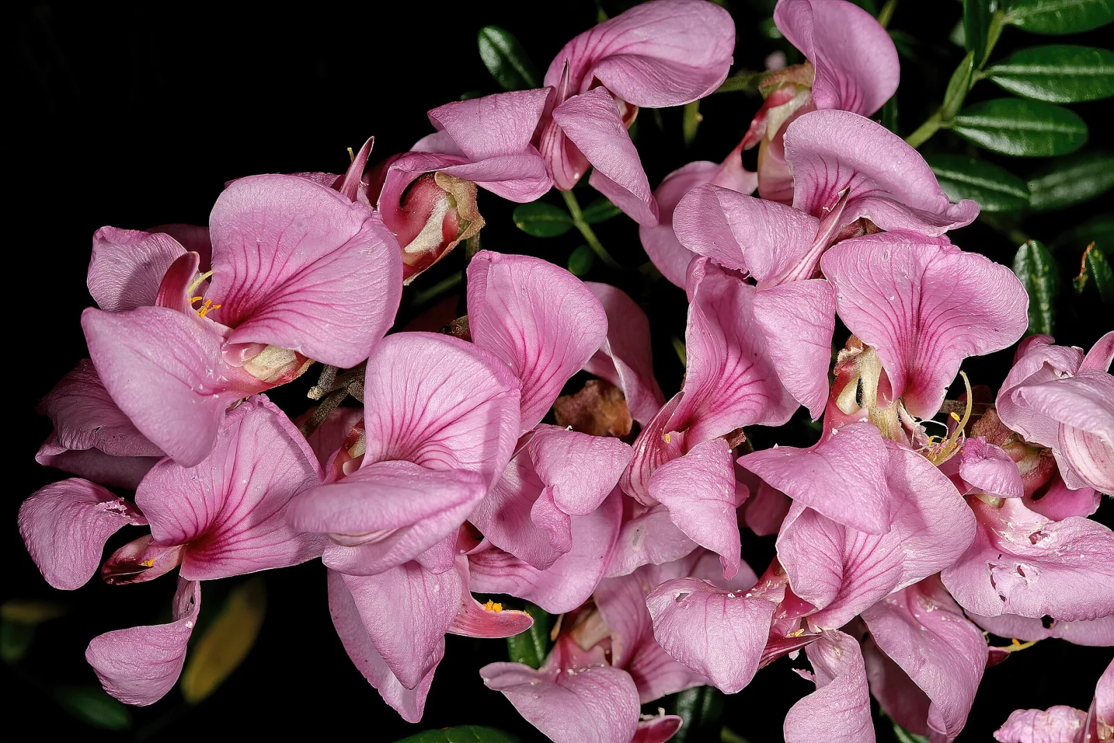Virgilia divaricata