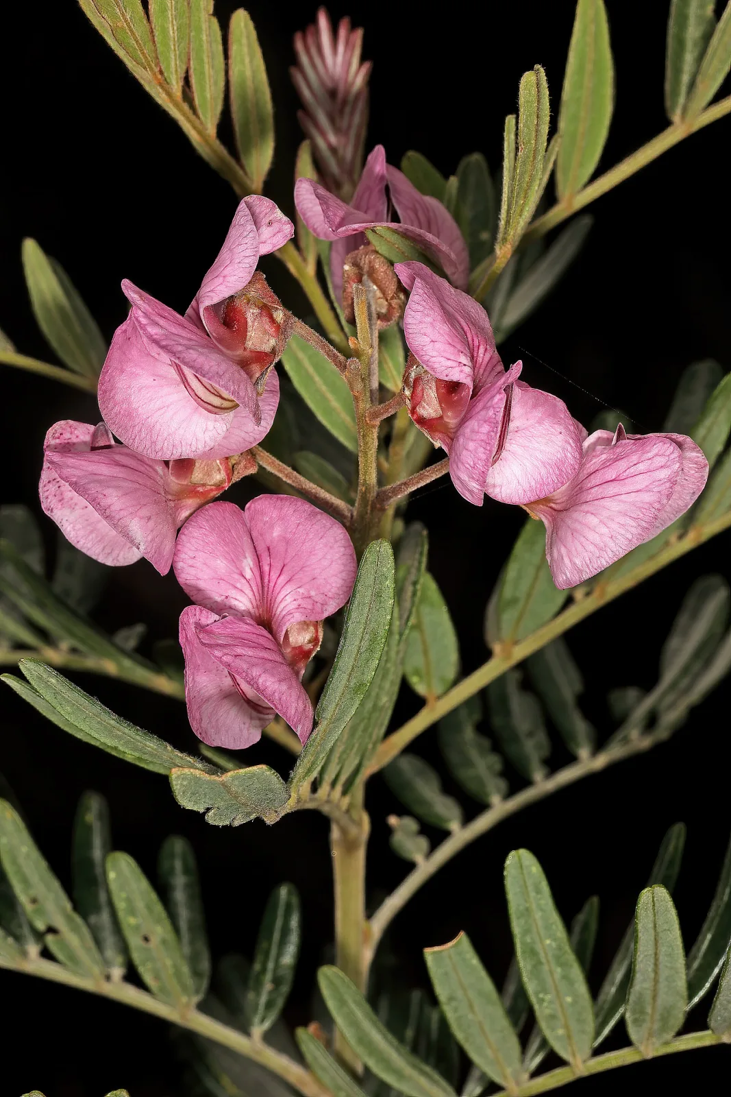 Virgilia divaricata