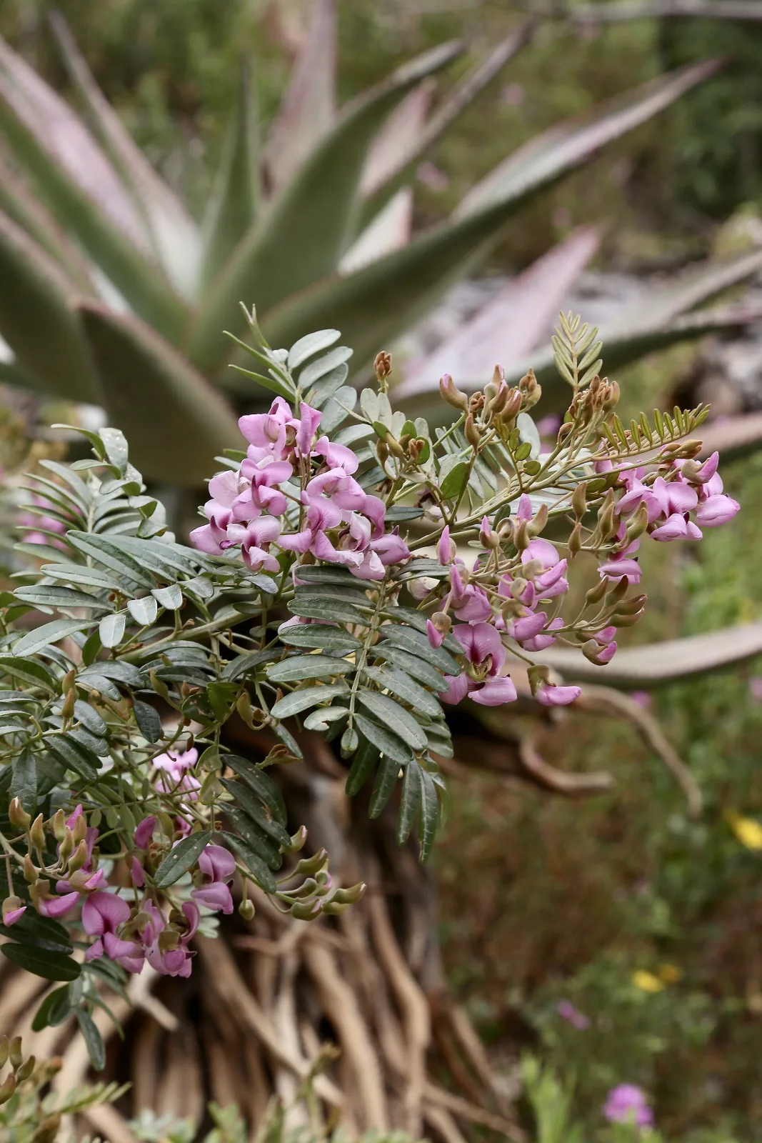 Virgilia divaricata