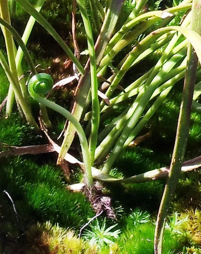 Vittaria elongata