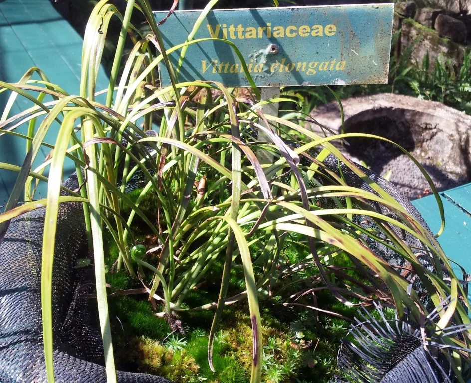 Vittaria elongata