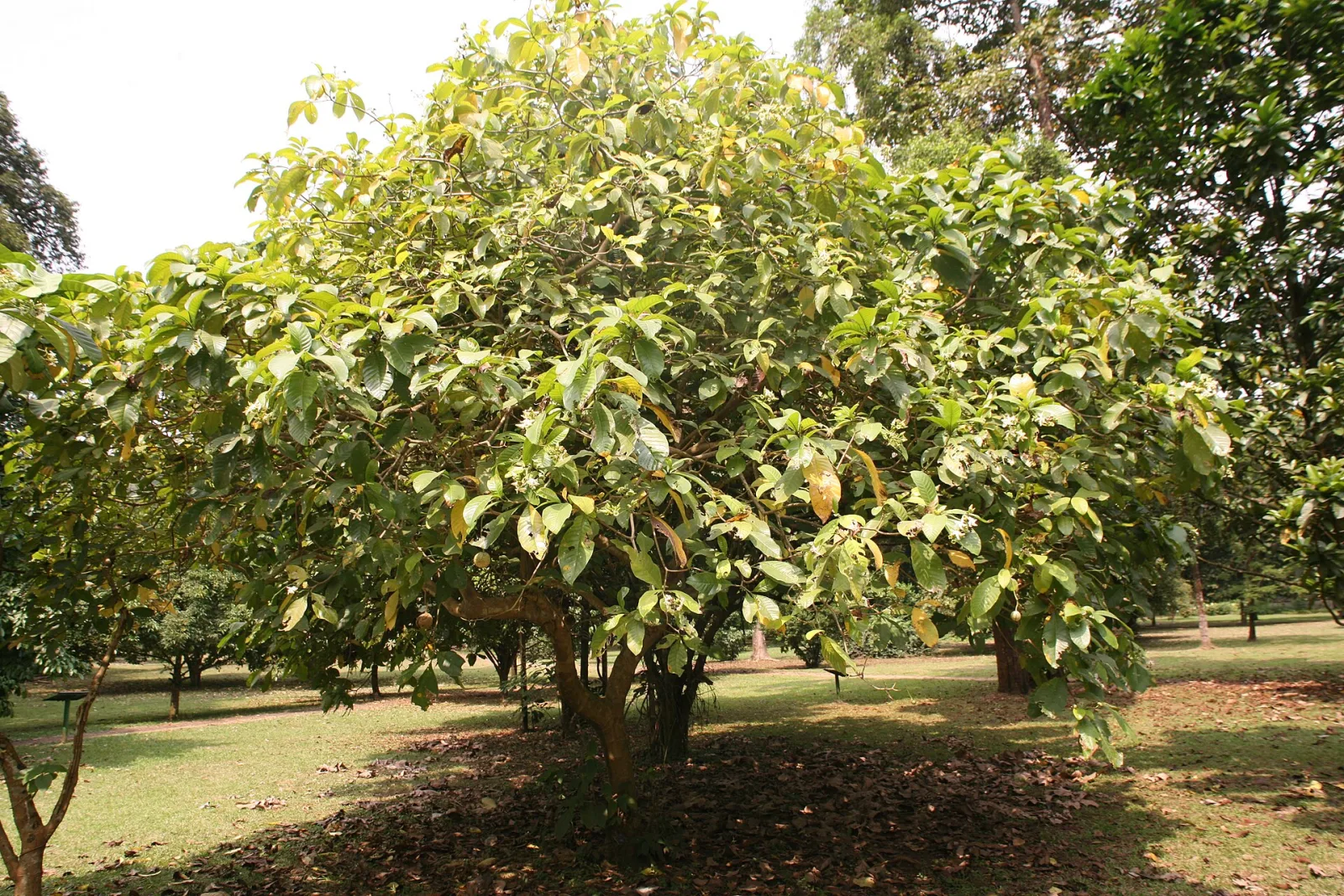 Voacanga africana