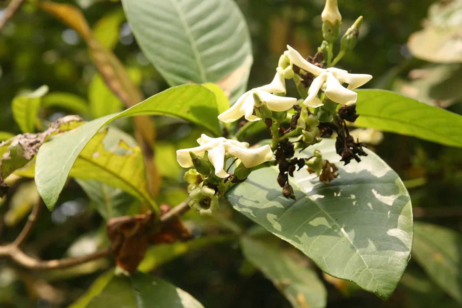 Voacanga africana