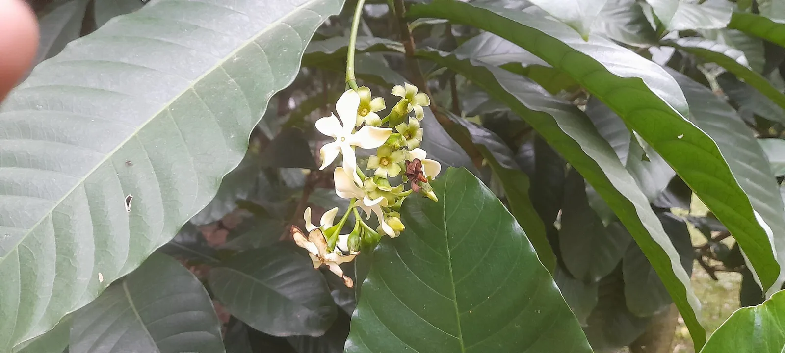 Voacanga africana