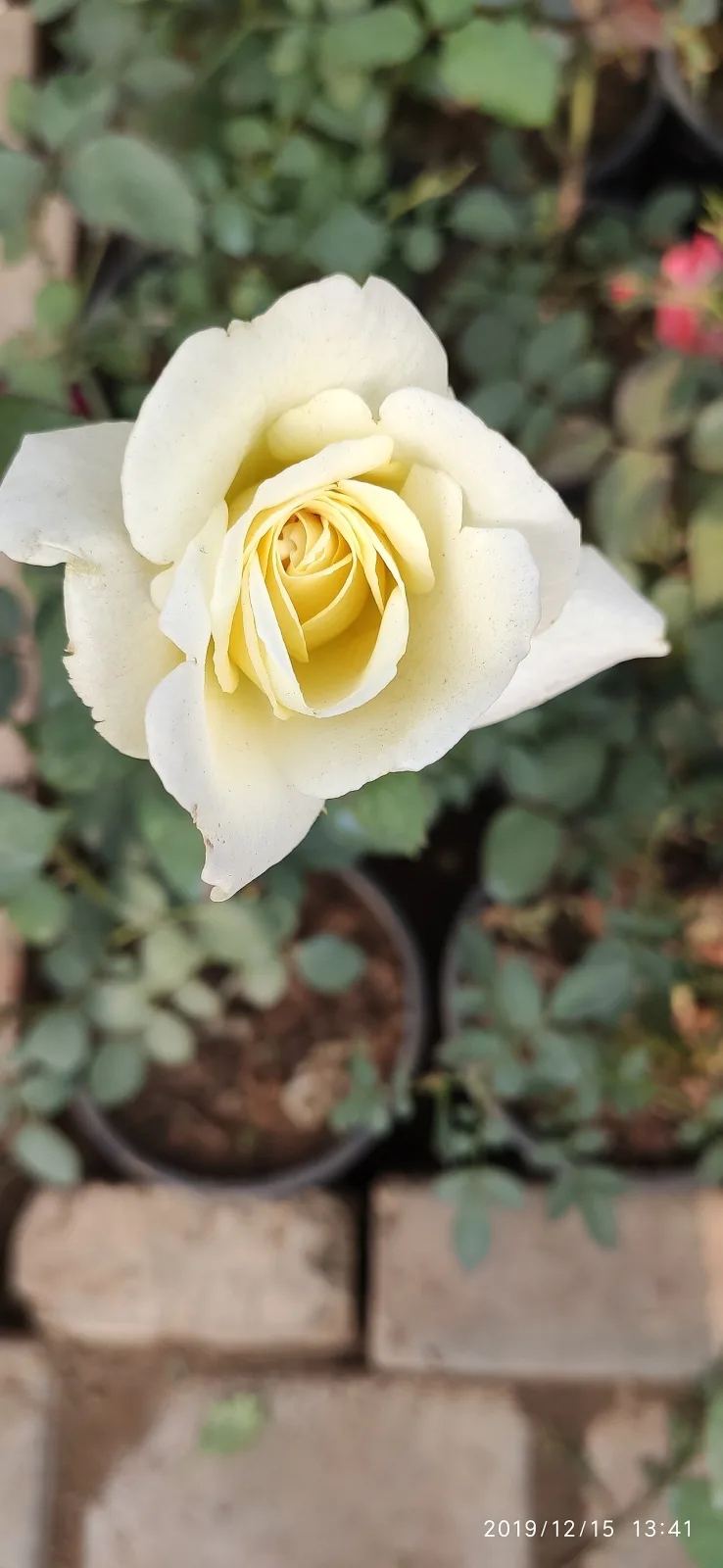 Rose yellow white