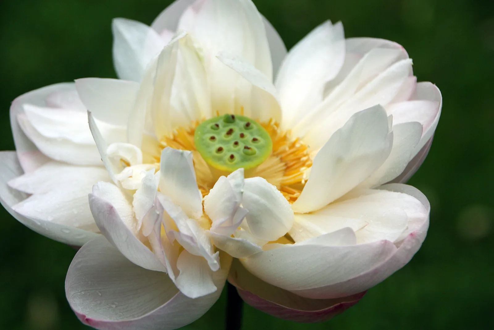 Nelumbo nucifera white