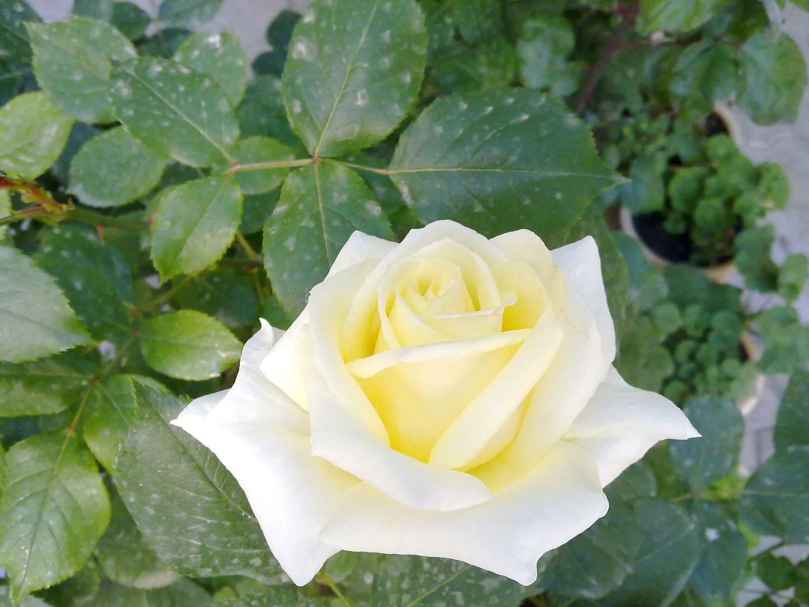 Rose yellow white