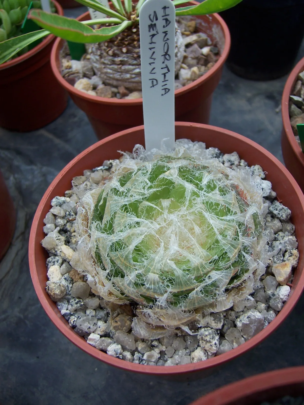 Haworthia semiviva