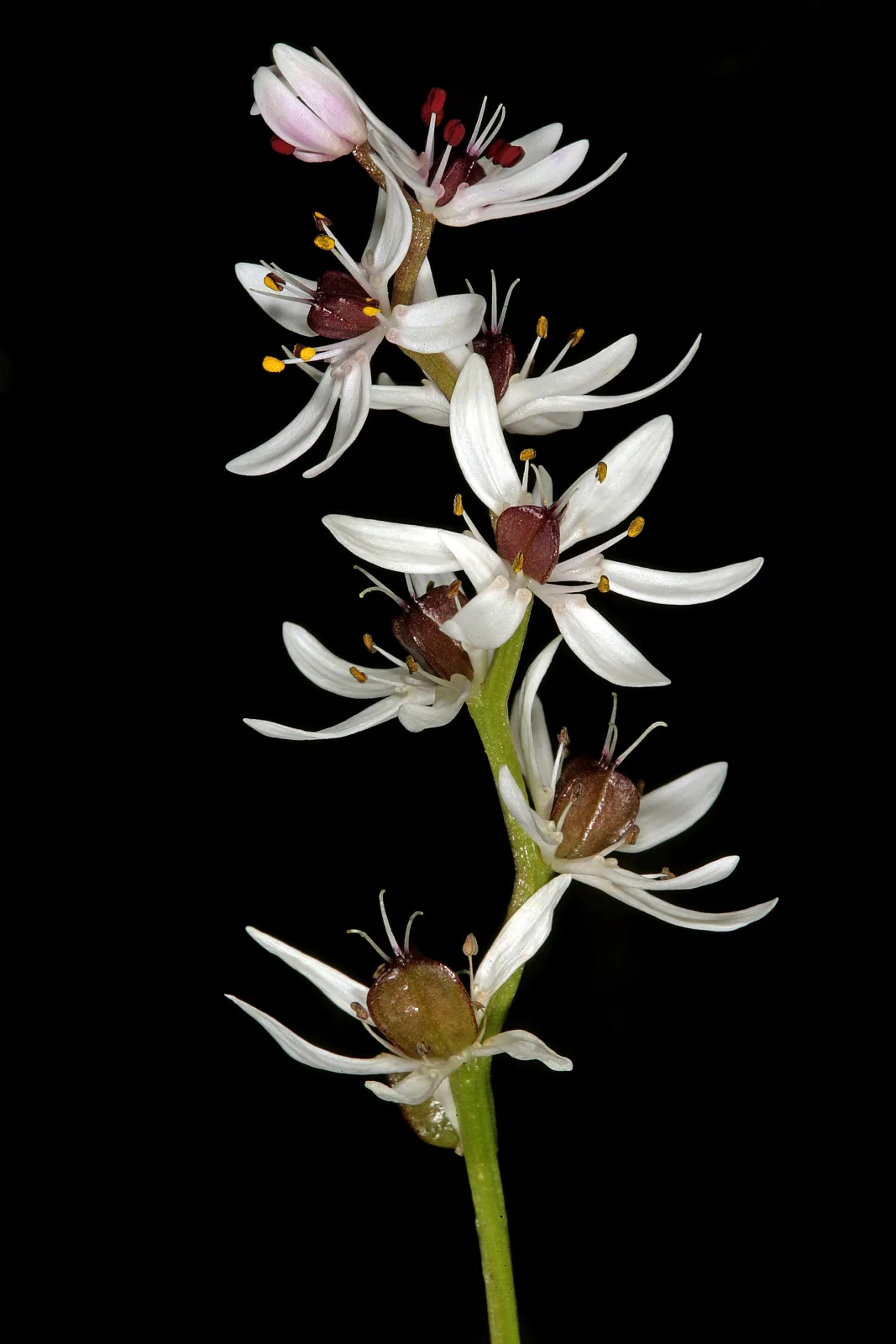 Wurmbea punctata