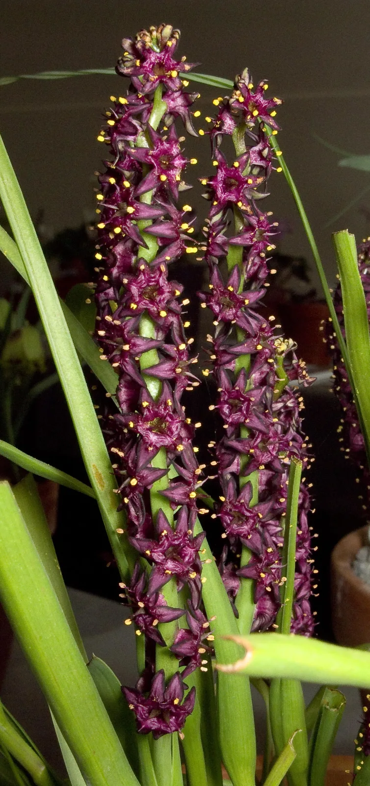 Wurmbea recurva