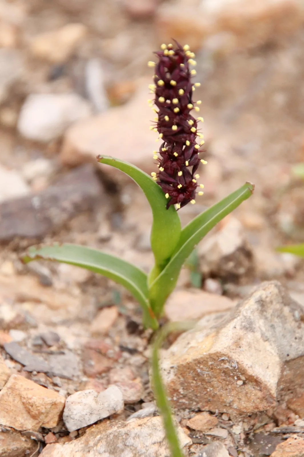 Wurmbea recurva