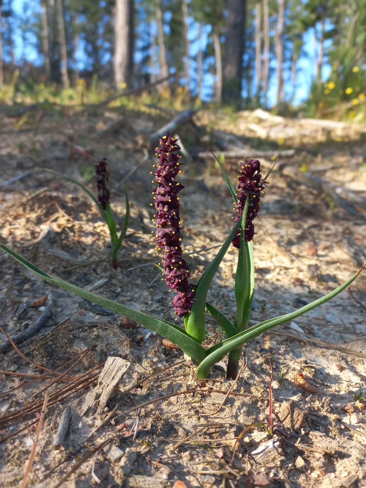 Wurmbea recurva