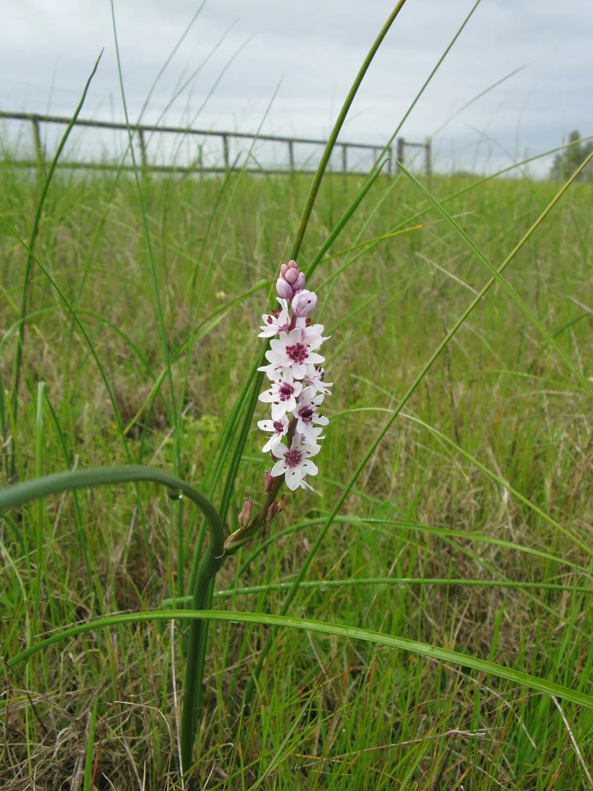 Onixotis stricta