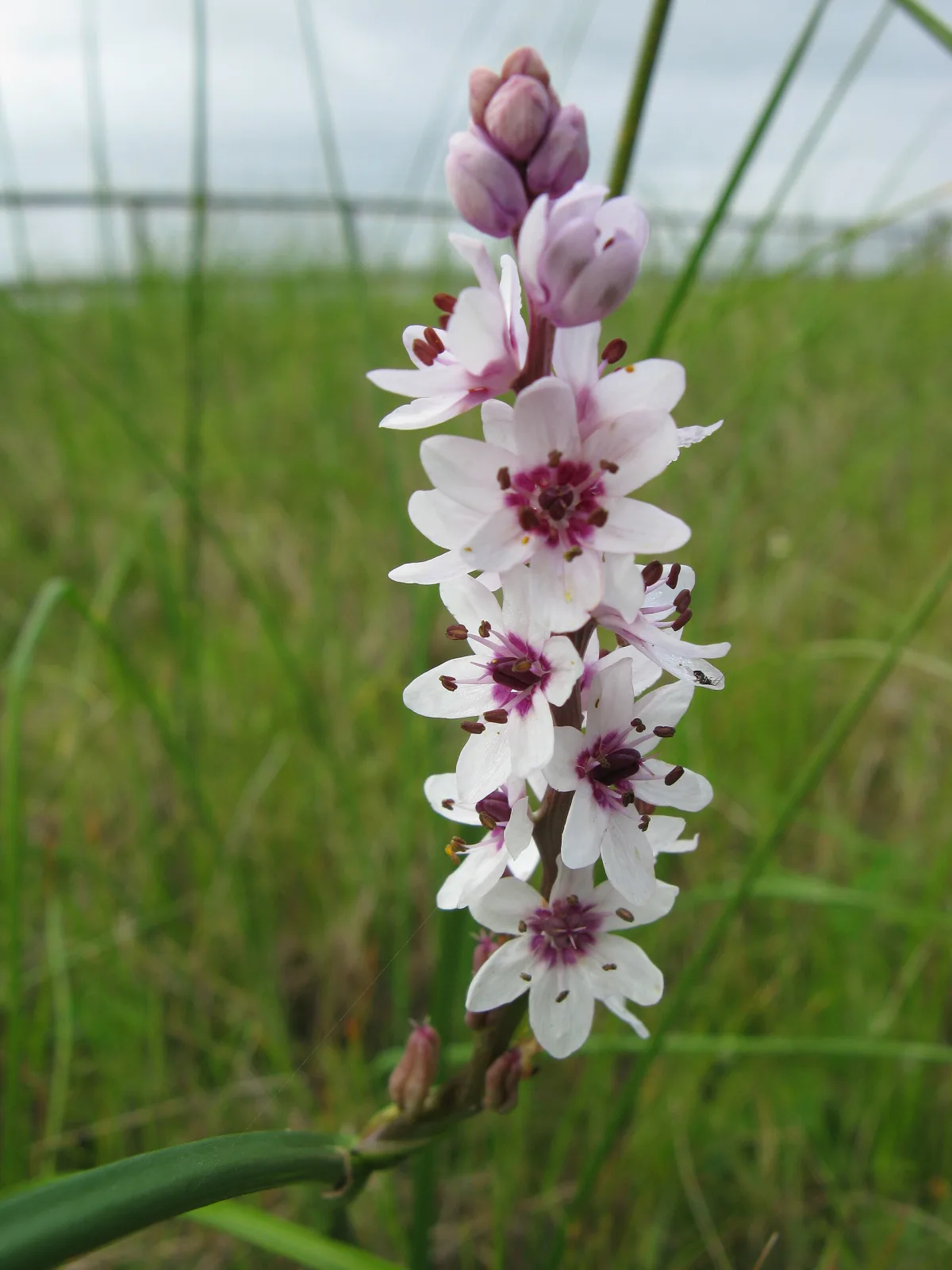 Onixotis stricta
