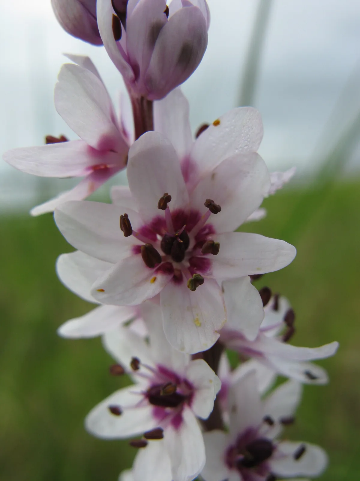 Onixotis stricta