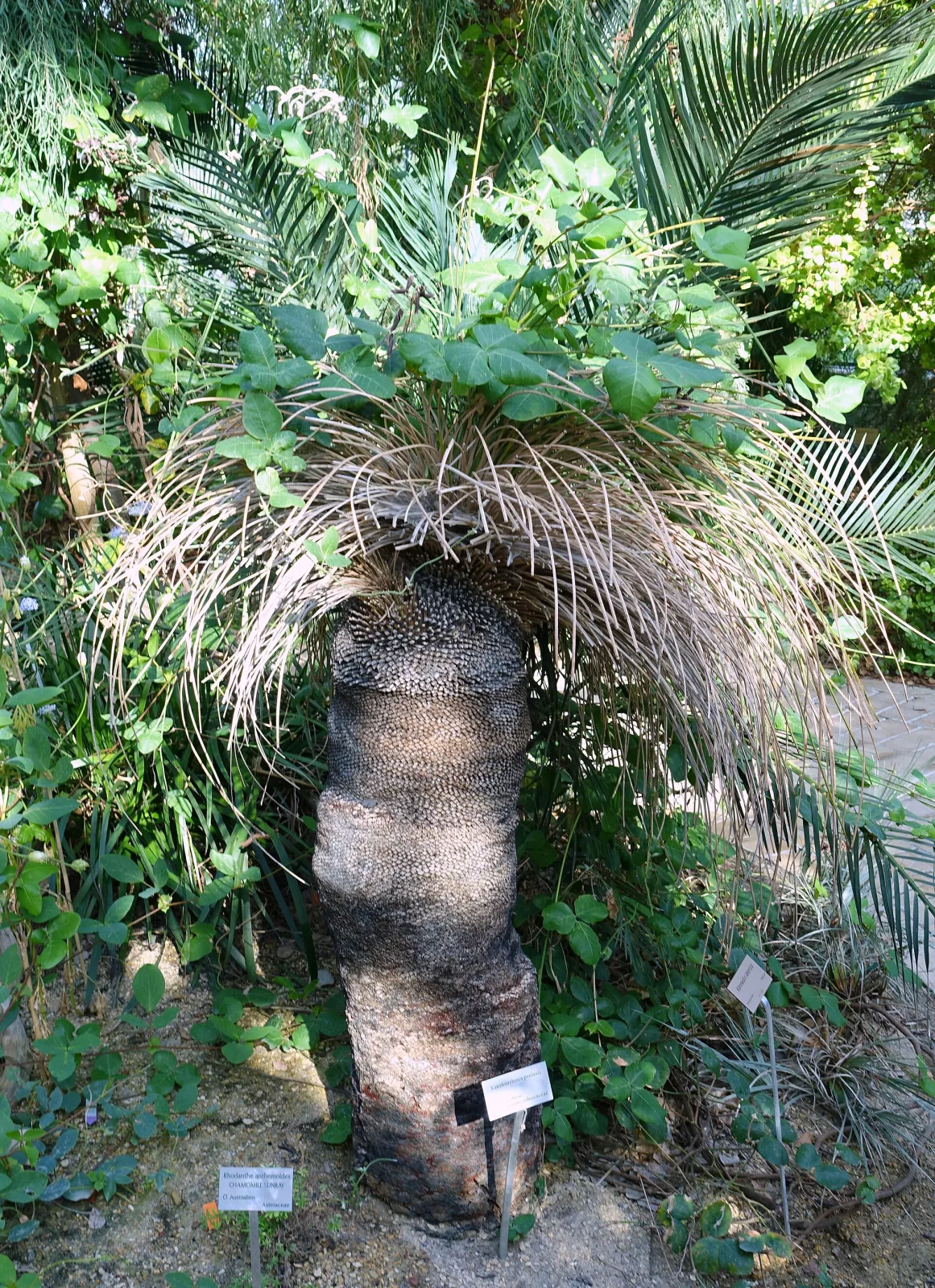 Xanthorrhoea preissii