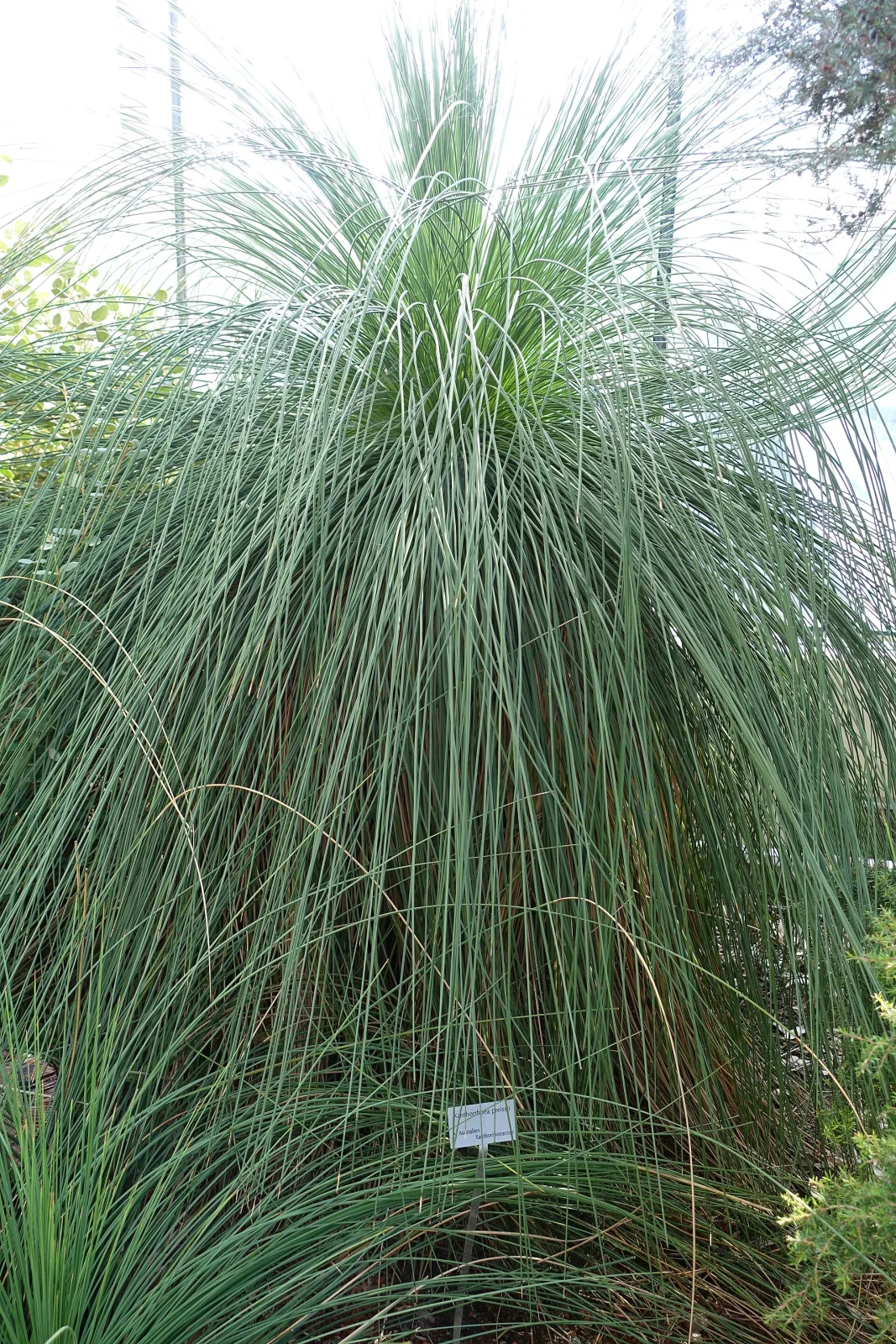 Xanthorrhoea preissii