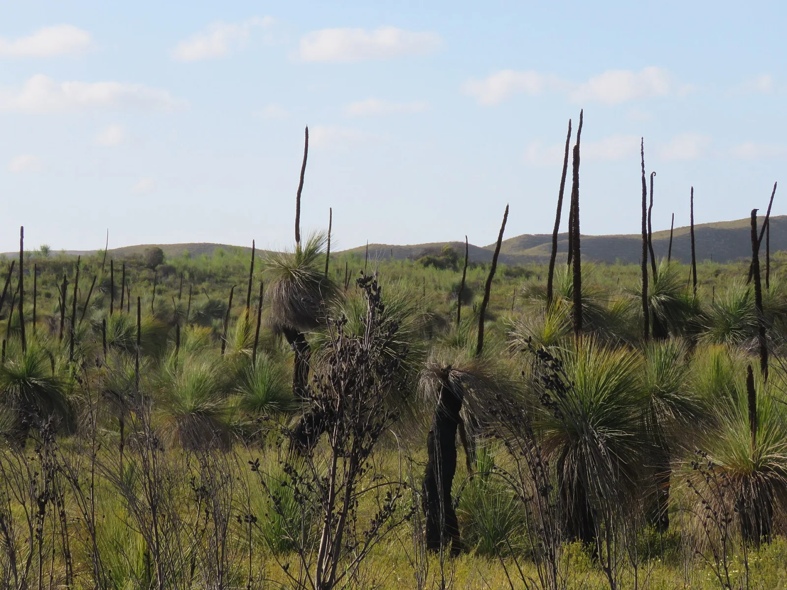 Xanthorrhoea preissii