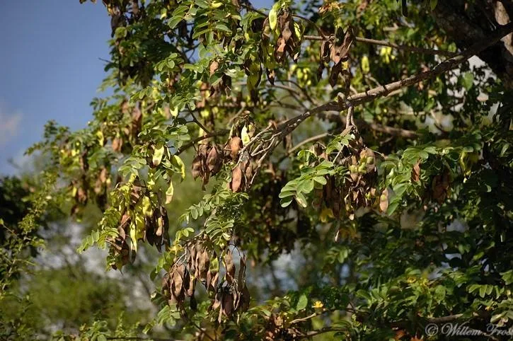 Xeroderris stuhlmannii