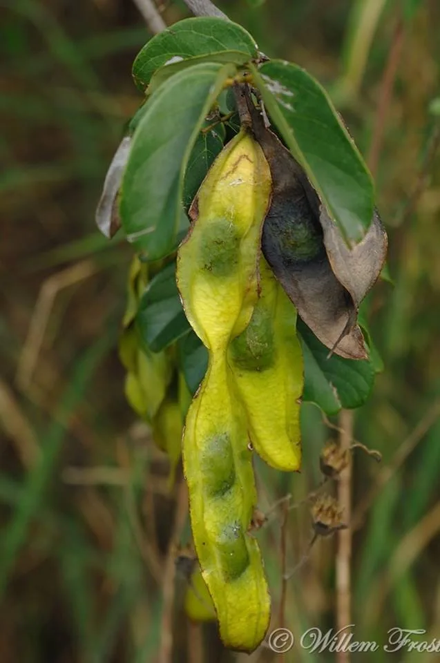 Xeroderris stuhlmannii