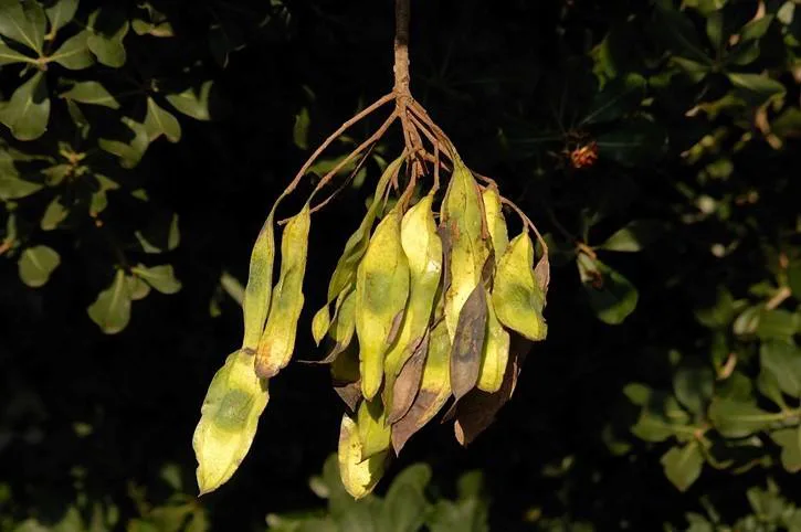 Xeroderris stuhlmannii