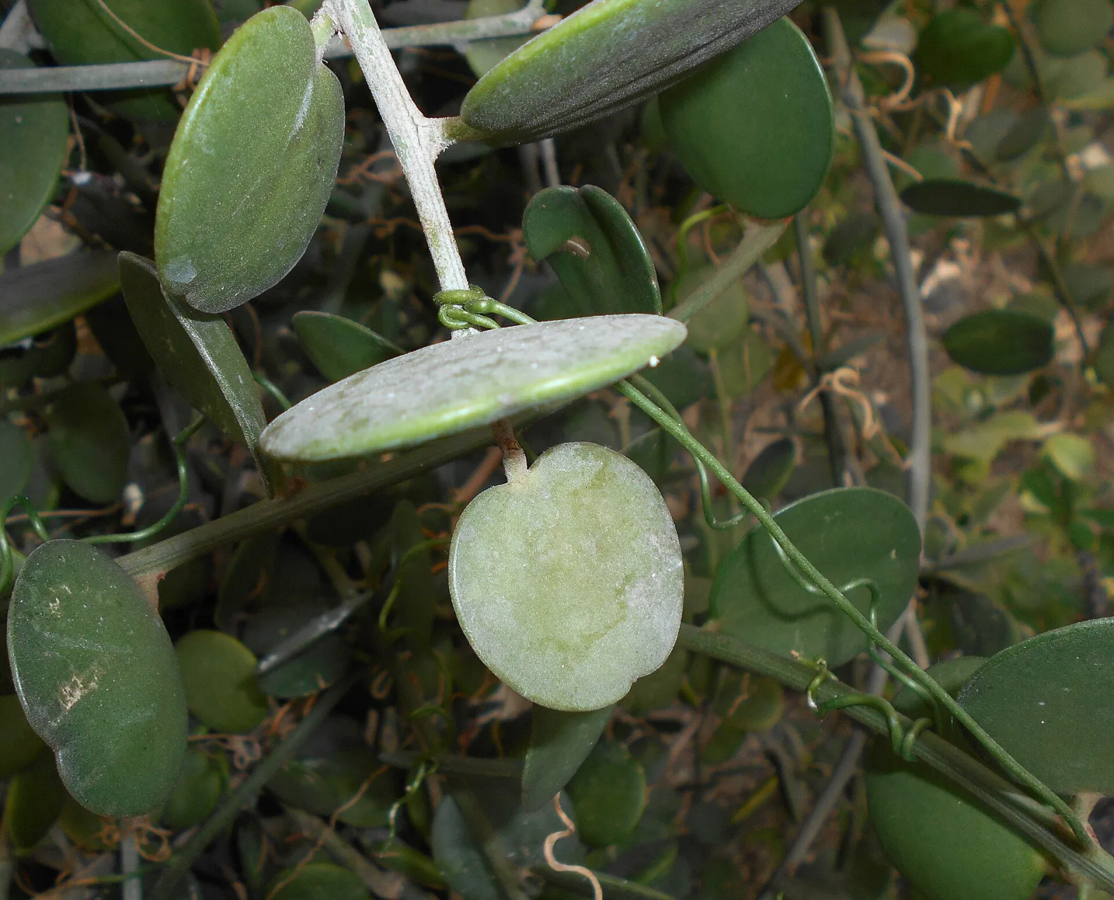 Xerosicyos danguyi