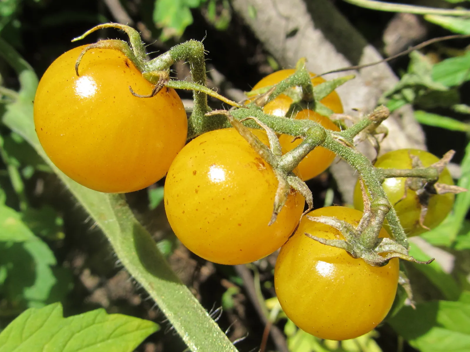 Tomate Cherry Snowberry