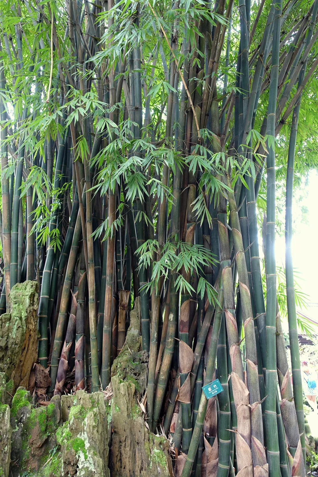 Neosinocalamus affinis