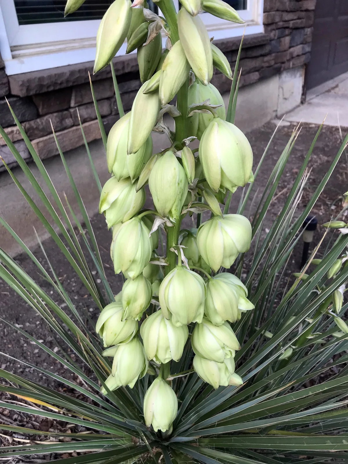 Yucca glauca