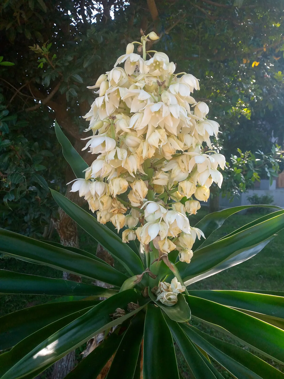 Yucca aloifolia