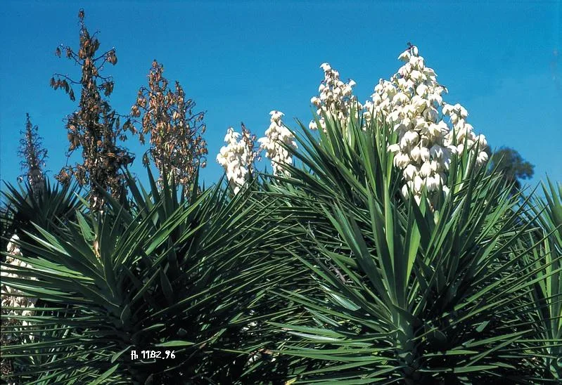 Yucca aloifolia