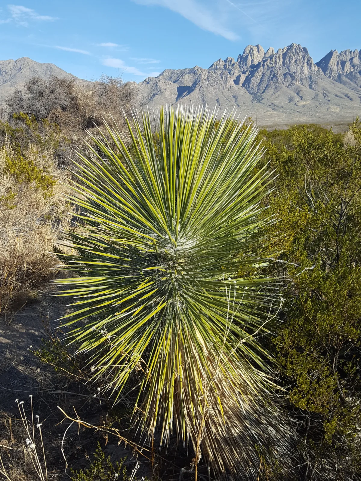 Yucca elata