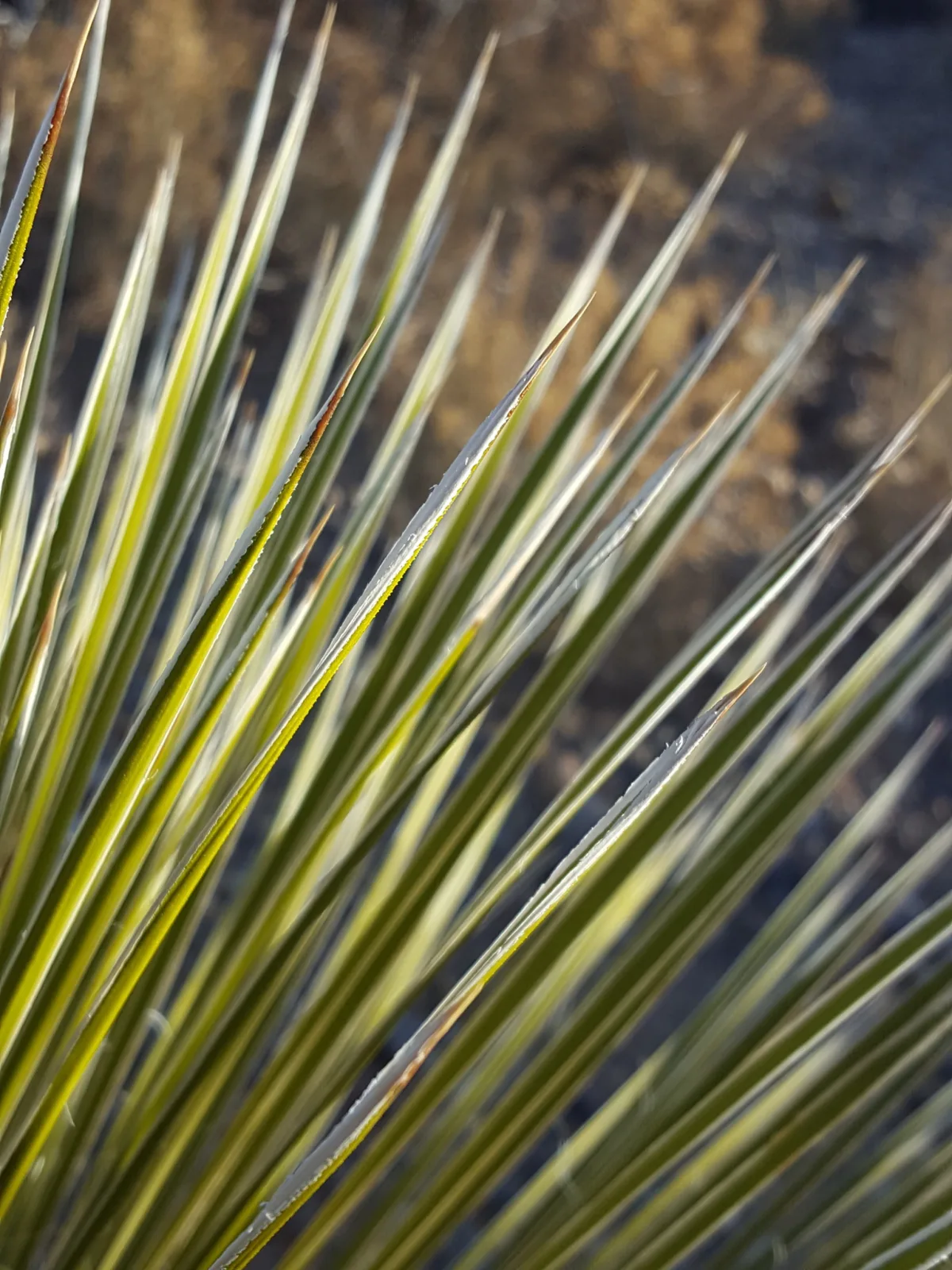 Yucca elata