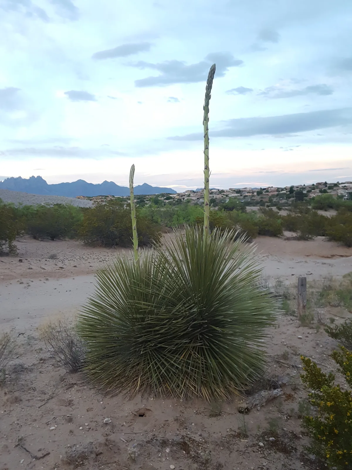 Yucca elata