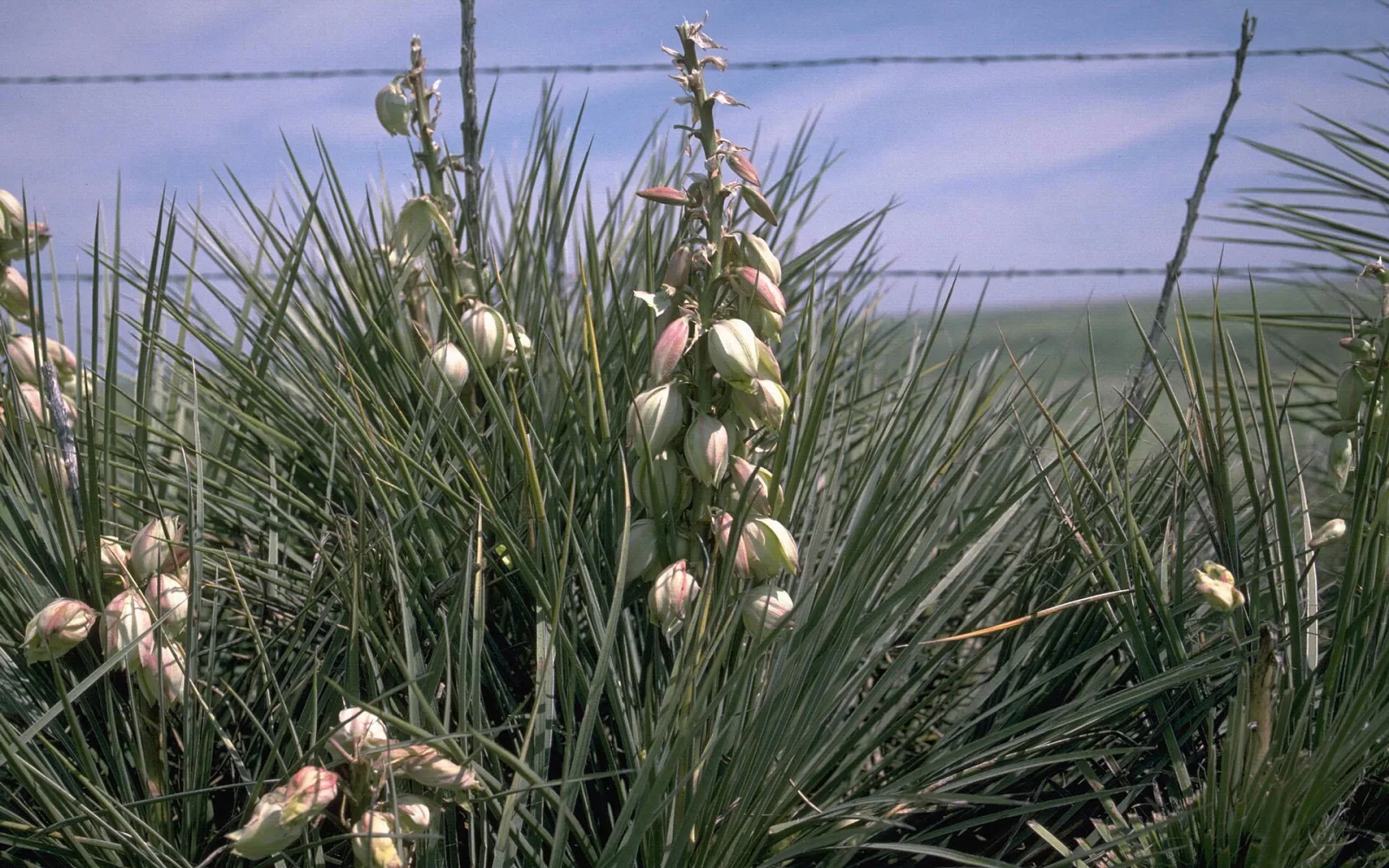 Yucca glauca
