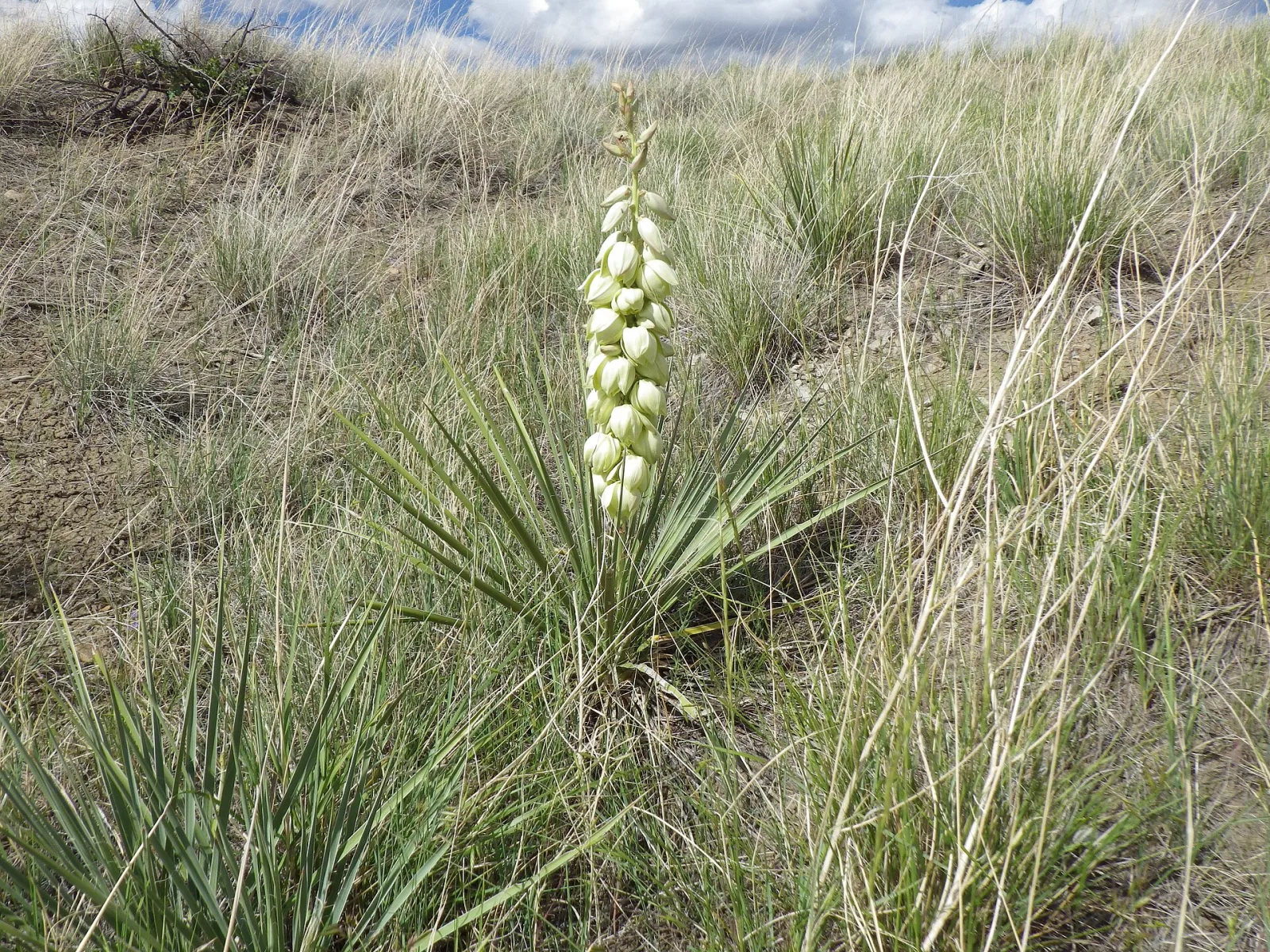 Yucca glauca
