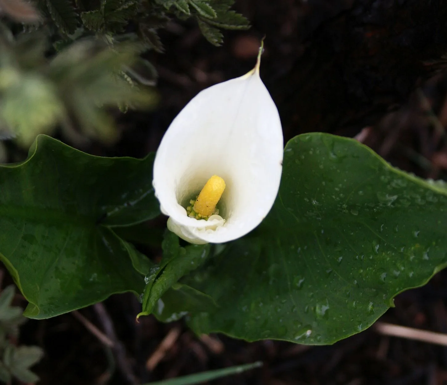 Zantedeschia albomaculata