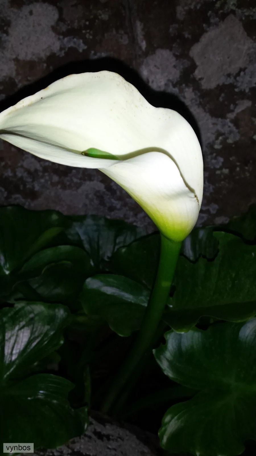 Zantedeschia odorata