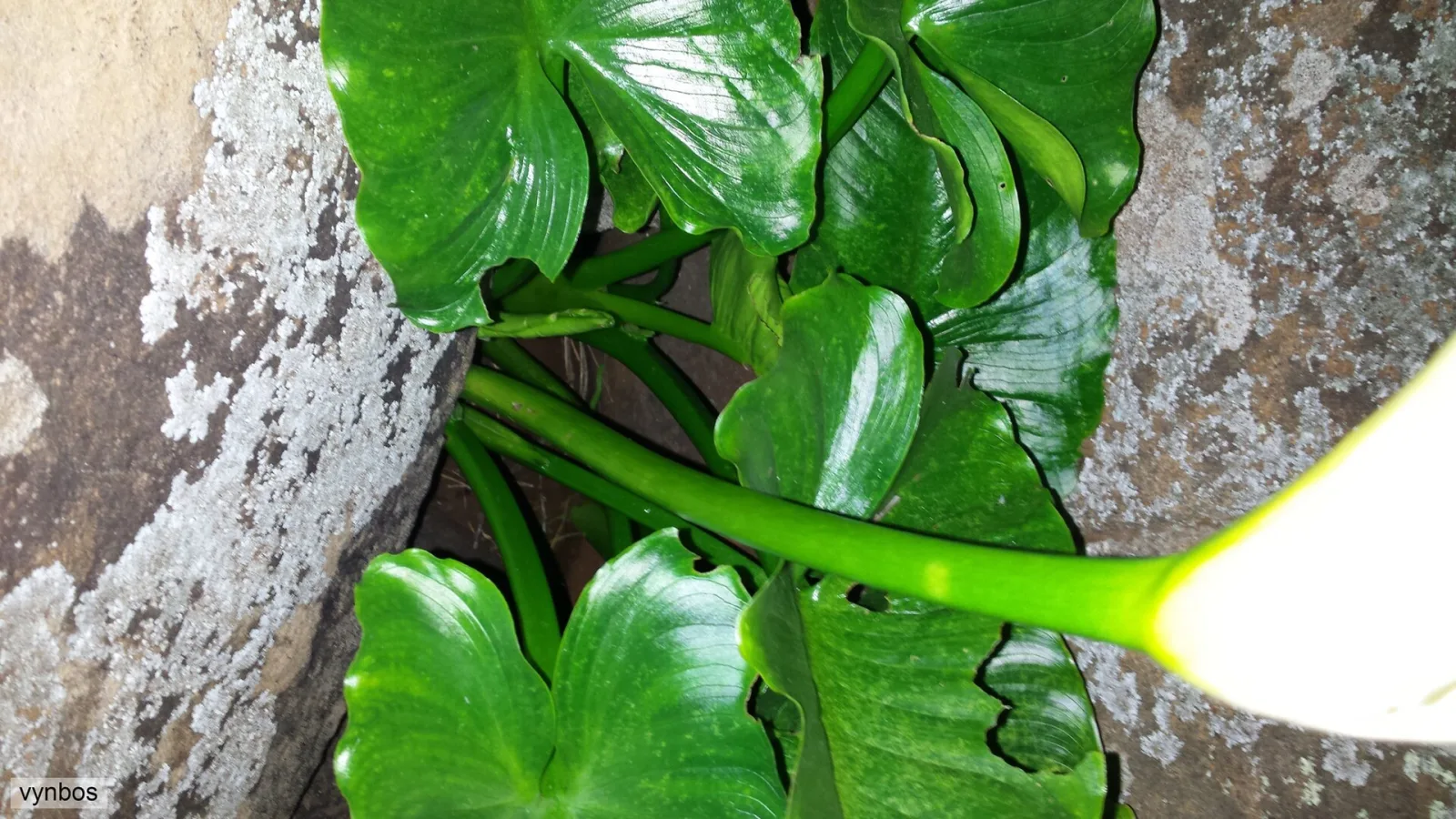 Zantedeschia odorata
