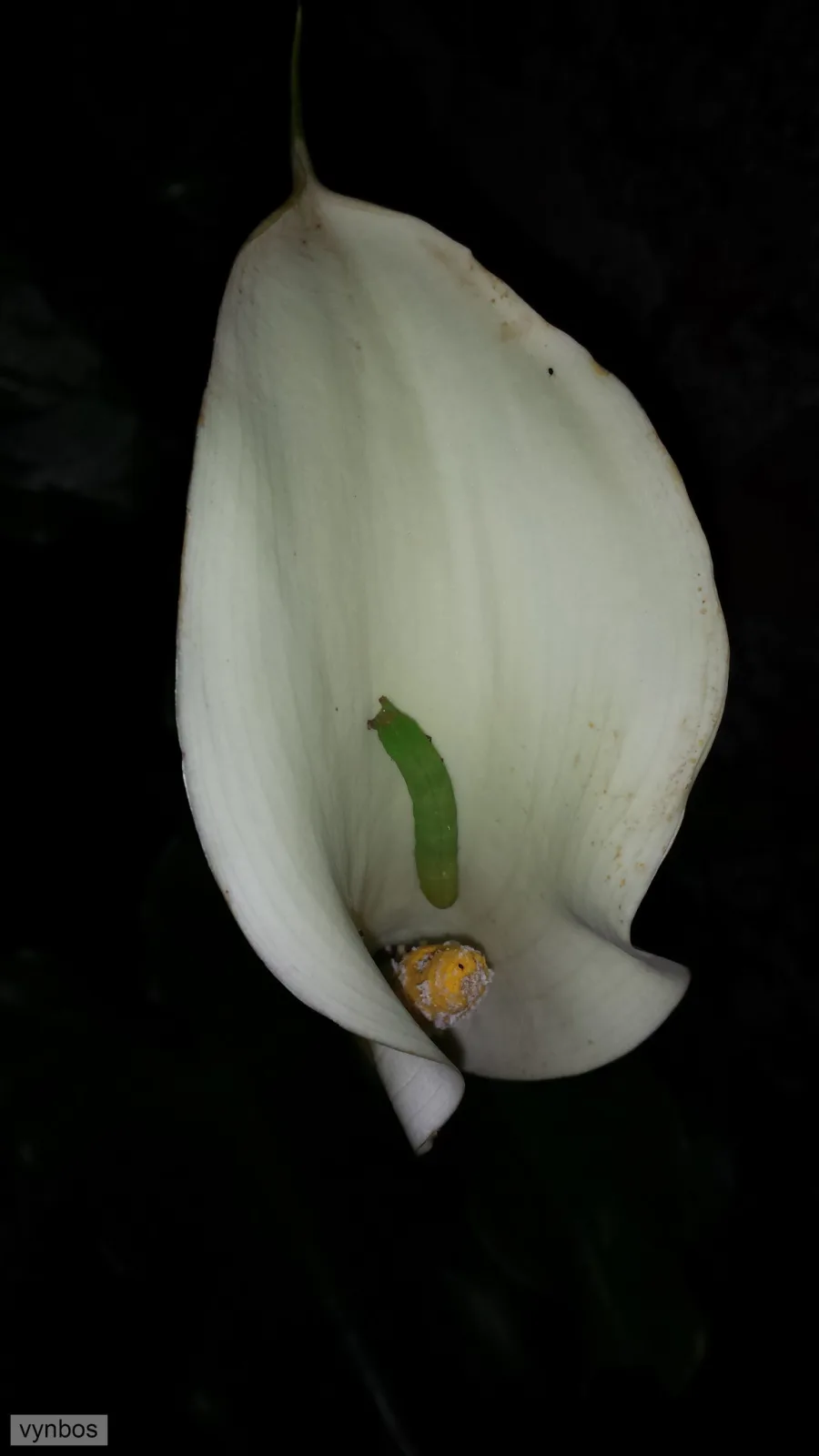 Zantedeschia odorata