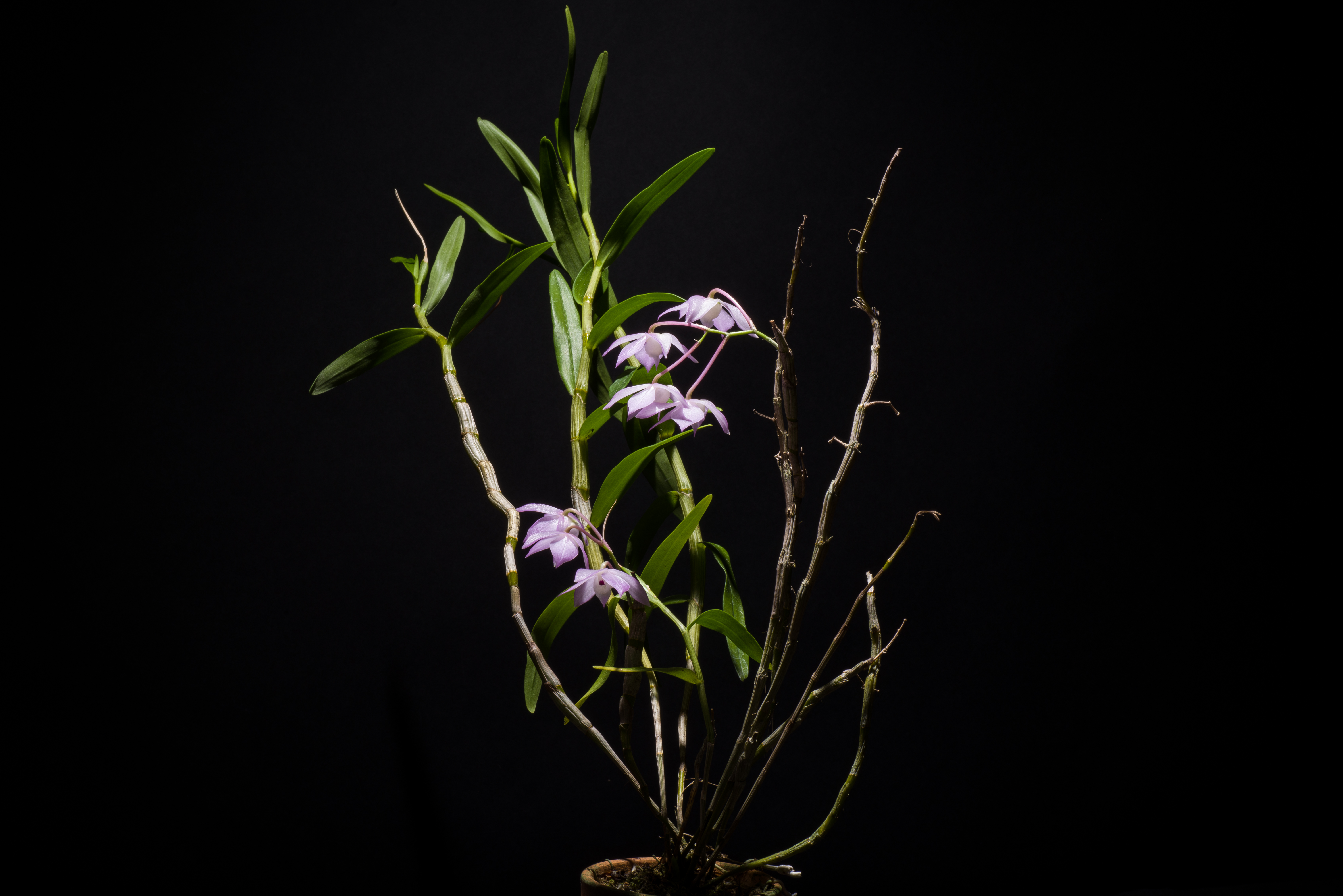 Dendrobium hercoglossum